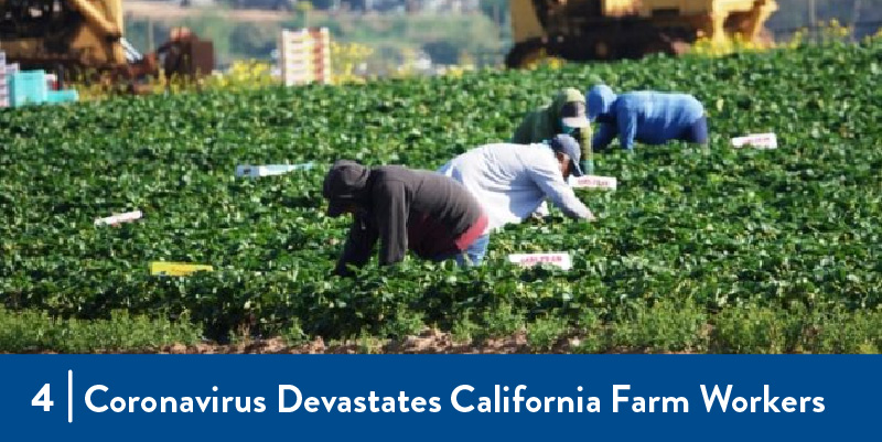 4 - Coronavirus Devastates California Farm Workers Farmworkers harvesting in the field