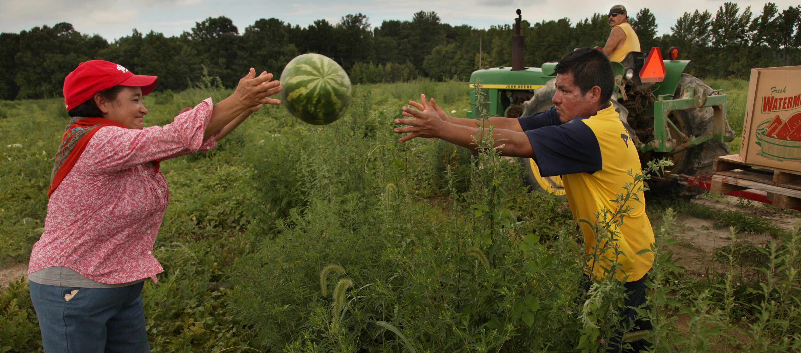 Farmworkers in Denton, MD toss watermelons across rows to fill bins pulled by a tractor
