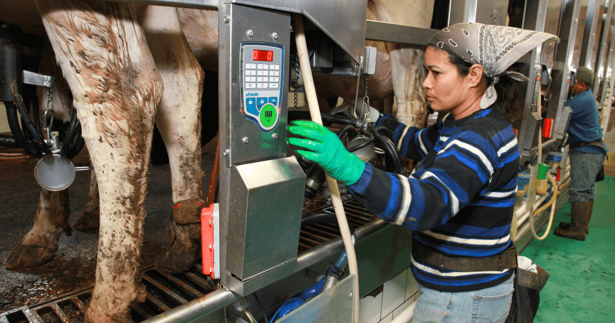 Avian Flu on Dairy Farms