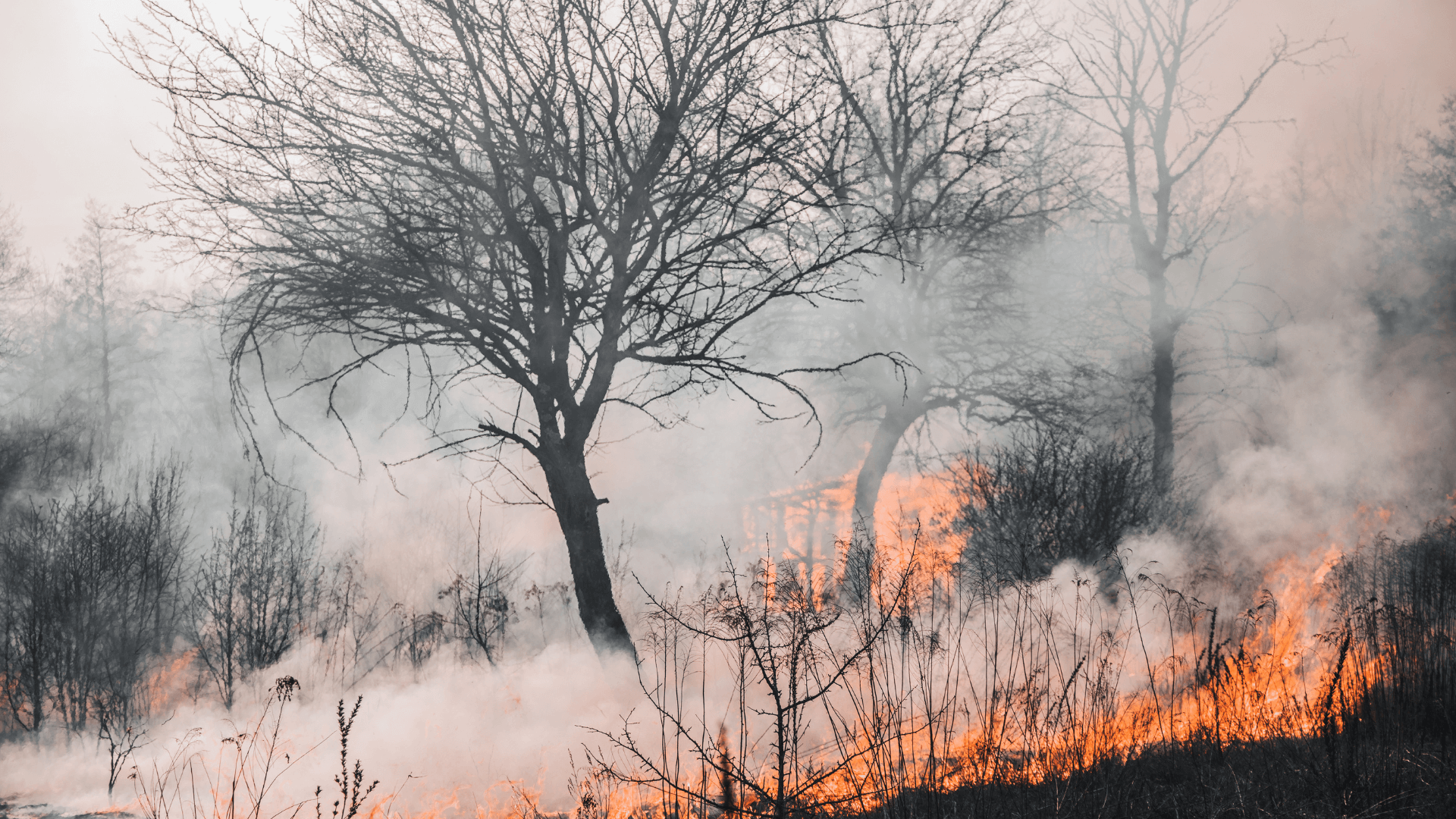 Wildfire Banner Image