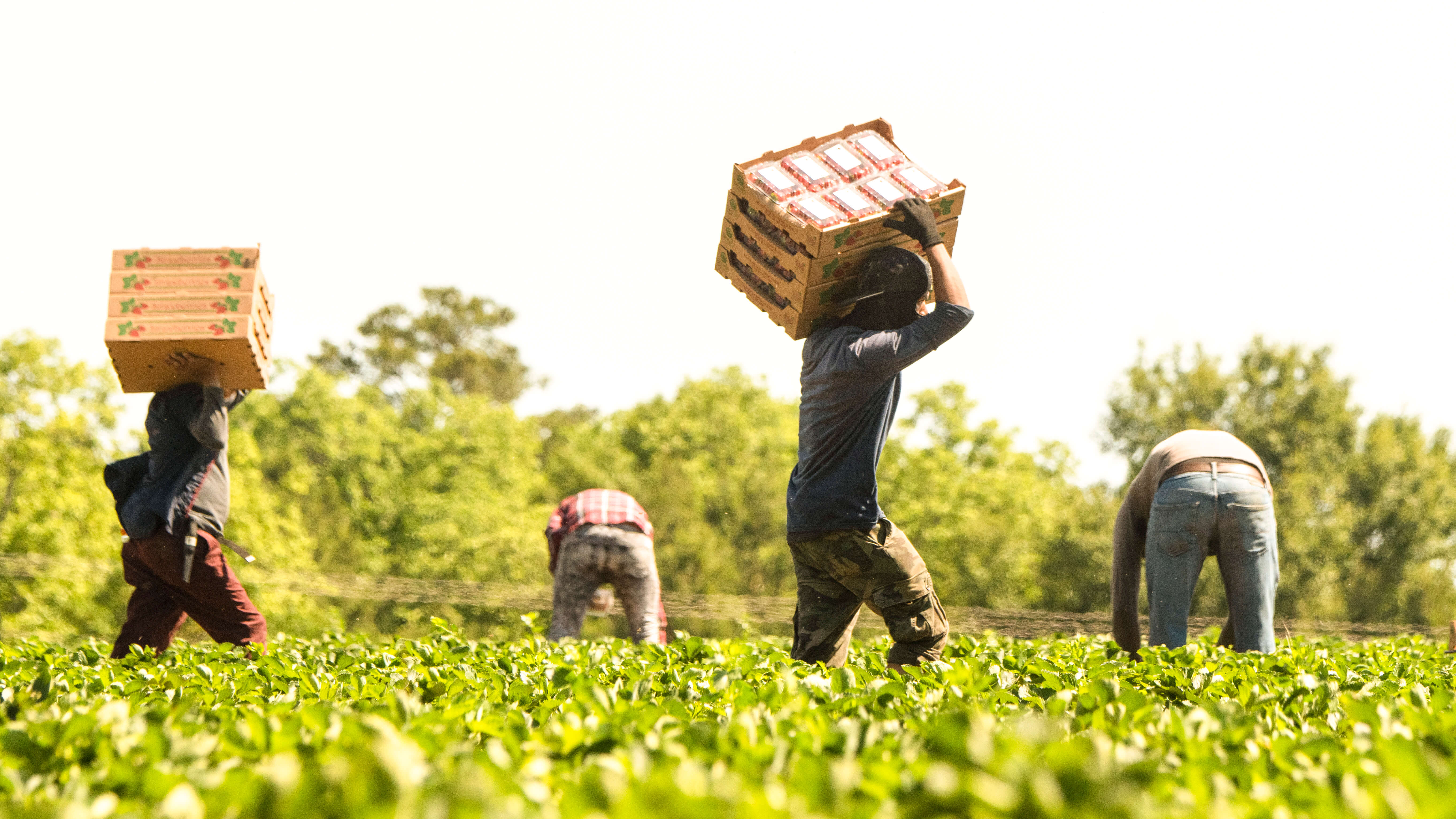 Farmworkers in the field